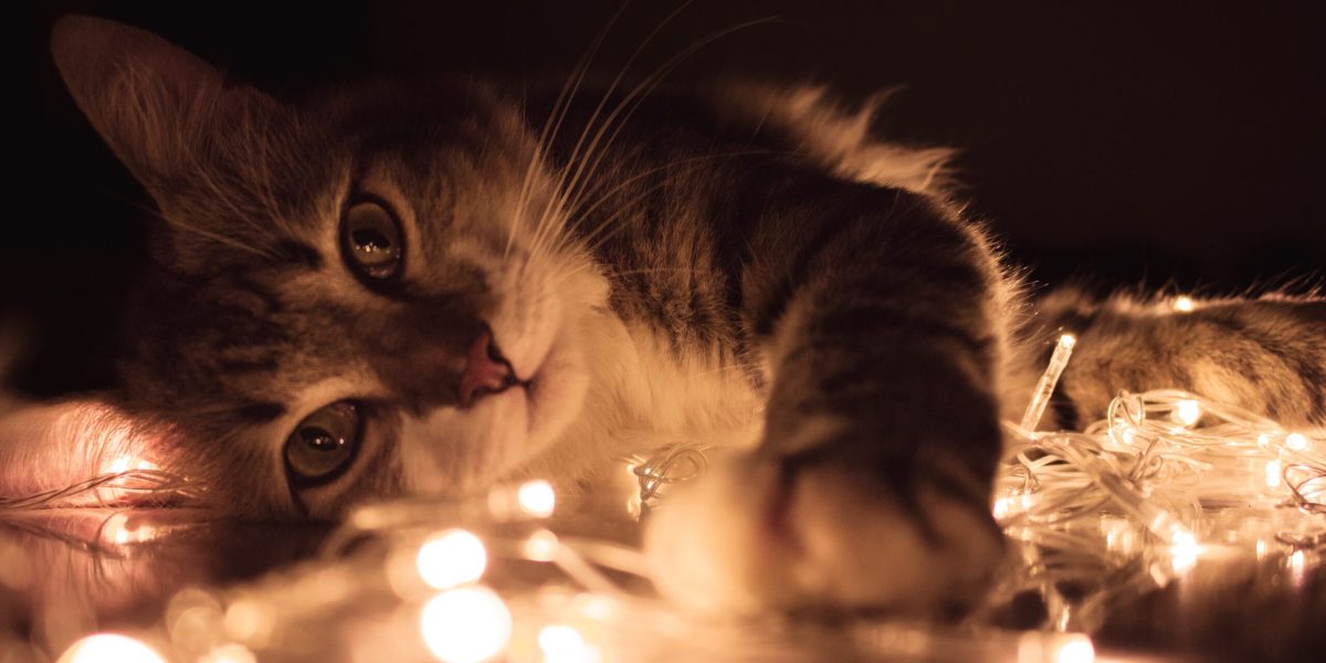 Kat met lichtjes